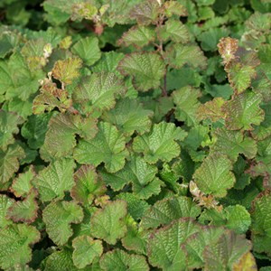 2 x ronce  - rubus 'betty ashburner'  - godet 9x9 cm