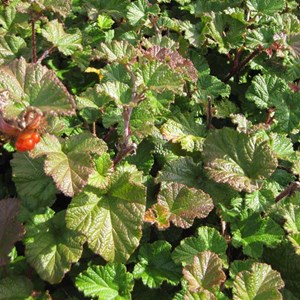 2 x ronce  - rubus 'betty ashburner'  - godet 9x9 cm