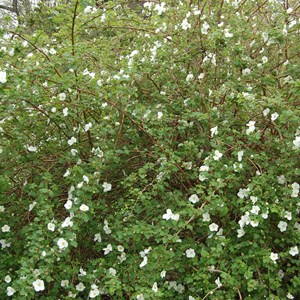 2 x ronce  - rubus 'benenden'  - 30-40 cm pot