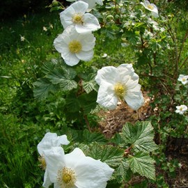 2 x ronce  - rubus 'benenden'  - 30-40 cm pot