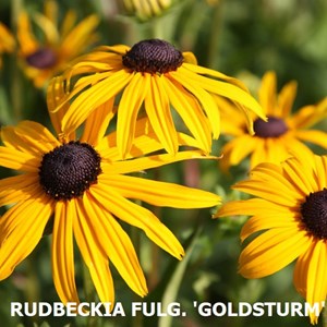 Rudbeckia fulgida 'goldsturm' - godet 9x9 cm