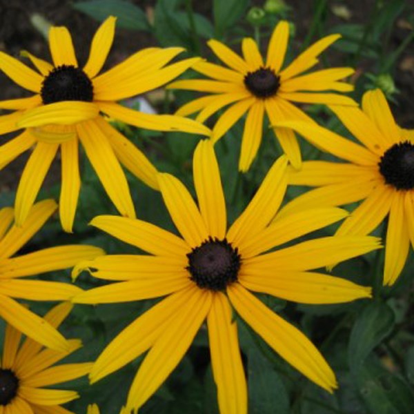 Arborix - 6 x rudbeckia fulgida 'goldsturm' - godet 9x9 cm