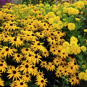 6 x rudbeckia fulgida deammi - rudbeckia fulgida deamii  - godet 9x9 cm