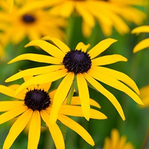 6 x rudbeckia fulgida deammi - rudbeckia fulgida deamii  - godet 9x9 cm