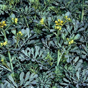 Rue  - ruta graveolens 'jackman's blue'  - godet 9x9 cm