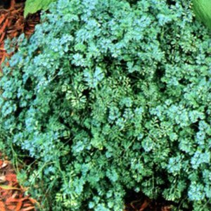 Rue  - ruta graveolens 'jackman's blue'  - godet 9x9 cm