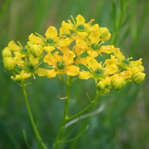 6 x rue - ruta graveolens  - godet 9x9 cm