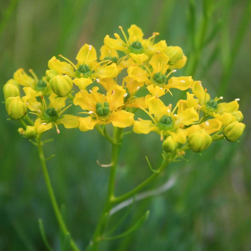 6 x rue - ruta graveolens - godet 9x9 cm