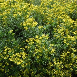 6 x rue - ruta graveolens  - godet 9x9 cm