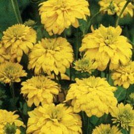 Rudbeckia laciniata 'goldquelle' - godet 9x9 cm