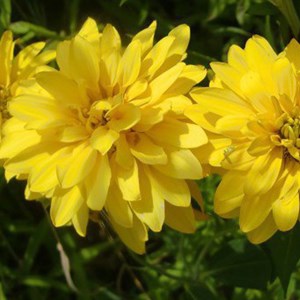 Rudbeckia laciniata 'goldquelle' - godet 9x9 cm