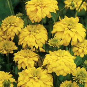 6 x rudbeckia laciniata 'goldquelle' - godet 9x9 cm