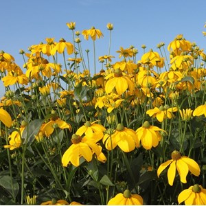 Rudbeckie nitida  - rudbeckia nitida 'herbstsonne'  - godet 9x9 cm