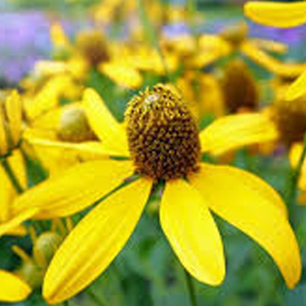 Arborix - 6 x rudbeckie nitida  - rudbeckia nitida 'herbstsonne'  - godet 9x9 cm