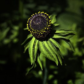 Rudbeckie occidentale  - rudbeckia occidentalis 'green wizard'  - godet 9x9 cm