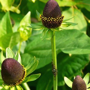 Rudbeckie occidentale  - rudbeckia occidentalis 'green wizard'  - godet 9x9 cm