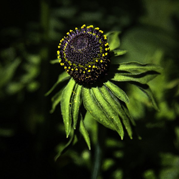 Arborix - 6 x rudbeckie occidentale - rudbeckia occidentalis 'green wizard' - godet 9x9