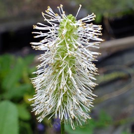 6 x pimprenelle du canada - sanguisorba canadensis  - godet 9x9 cm