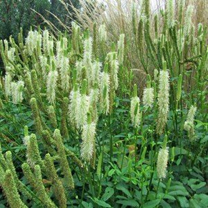 6 x pimprenelle du canada - sanguisorba canadensis  - godet 9x9 cm