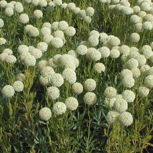 Santoline petit cyprès - santolina chamaecyparissus 'edward bowles' - godet 9x9