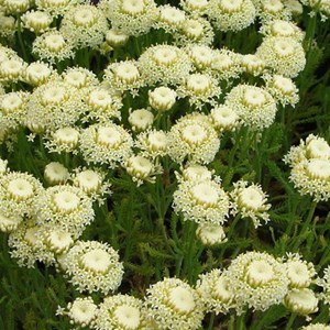 Santoline petit cyprès - santolina chamaecyparissus 'edward bowles' - godet 9x9