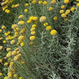 6 x santoline petit cyprès - santolina chamaecyparissus  - godet 9x9 cm