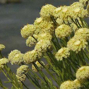 6 x santoline petit cyprès - santolina chamaecyparissus  - godet 9x9 cm