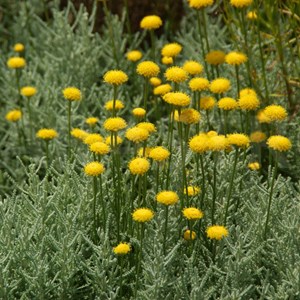 Santoline petit cyprès - santolina chamaecyparissus 'lambrook silver' - godet
