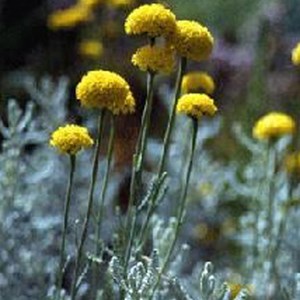 6 x santoline petit cyprès - santolina chamaecyparissus 'lambrook silver' -