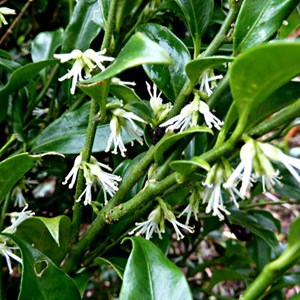 2 x sarcococca hookeriana 'humilis' - 20-25 cm pot
