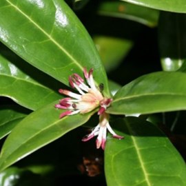 2 x sarcococca hookeriana 'humilis' - 20-25 cm pot
