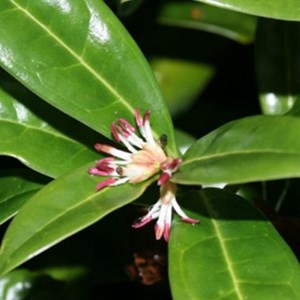 2 x sarcococca hookeriana 'humilis' - 20-25 cm pot