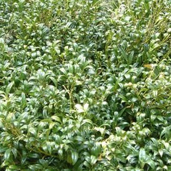 Arborix - 2 x sarcococca hookeriana - 20-25 cm pot