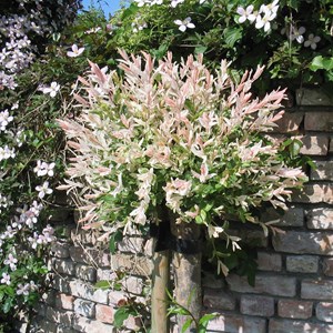 2 x saule du japon  - salix integra 'hakuro nishiki'  - 40-50 cm pot