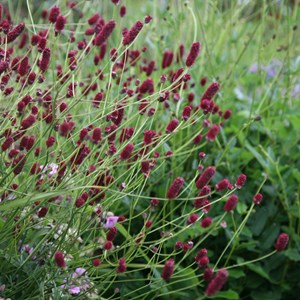 6 x petite pimprenelle - sanguisorba minor  - godet 9x9 cm
