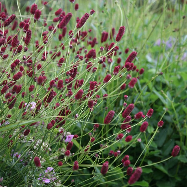 6 x petite pimprenelle - sanguisorba minor - godet 9x9 cm