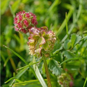 6 x petite pimprenelle - sanguisorba minor  - godet 9x9 cm