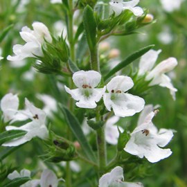 6 x sarriette des montagnes - satureja montana  - godet 9x9 cm