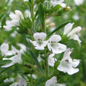 6 x sarriette des montagnes - satureja montana  - godet 9x9 cm