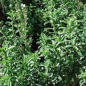 6 x sarriette des montagnes - satureja montana  - godet 9x9 cm