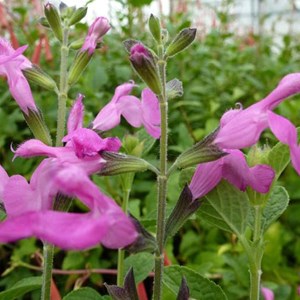 6 x sauge à petites feuilles - salvia microphylla 'pink beauty' - godet 9x9 cm