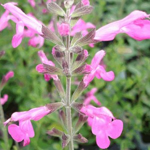Sauge à petites feuilles  - salvia microphylla 'pink beauty'  - godet 9x9 cm