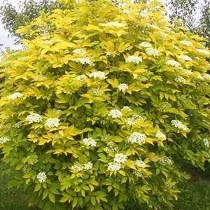 2 x sureau noir  - sambucus nigra 'aurea'  - 50-60 cm pot