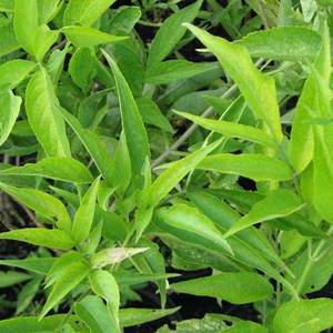 2 x sureau noir  - sambucus nigra 'aurea'  - 50-60 cm pot