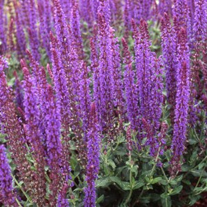 Sauge des bois  - salvia nemorosa 'blaukoenigin'  - godet 9x9 cm