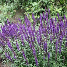 6 x sauge nemorosa 'cradonna' - salvia nemorosa 'caradonna'  - godet 9x9 cm