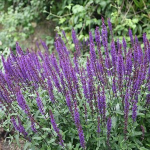 6 x sauge nemorosa 'cradonna' - salvia nemorosa 'caradonna'  - godet 9x9 cm