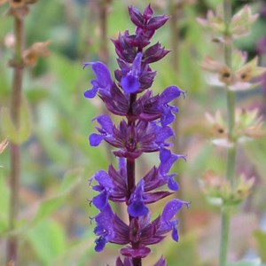 6 x sauge nemorosa 'cradonna' - salvia nemorosa 'caradonna'  - godet 9x9 cm