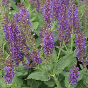 Sauge nemorosa  - salvia nemorosa 'mainacht'  - godet 9x9 cm