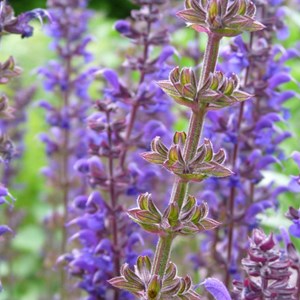Sauge nemorosa  - salvia nemorosa 'mainacht'  - godet 9x9 cm